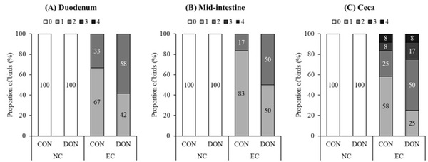 Interactive effects of the feed-borne mycotoxin deoxynivalenol and a mixed-species Eimeria challenge on layer pullets during the transition to lay - Image 10