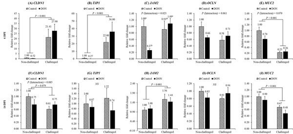 Interactive effects of the feed-borne mycotoxin deoxynivalenol and a mixed-species Eimeria challenge on layer pullets during the transition to lay - Image 13