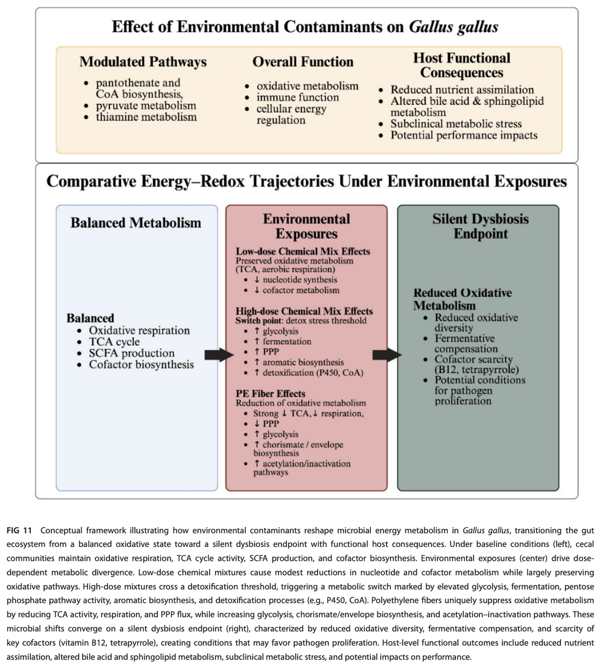 Exposure to known and emerging groundwater contaminants significantly alters poultry microbiome and metabolome - Image 31
