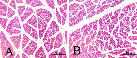Effects of Broiler Breeder Age on Egg Quality, Incubation Performance, and Early Progeny Physiological and Muscle Fiber Development - Image 11