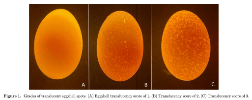 Figure 1. Grades of translucent eggshell spots. (A) Eggshell translucency score of 1, (B) Translucency score of 2, (C) Translucency score of 3.