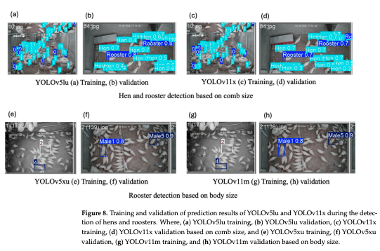 Figure 8. Training and validation of prediction results of YOLOv5lu and YOLOv11x during the detection of hens and roosters. Where, (a) YOLOv5lu training, (b) YOLOv5lu validation, (c) YOLOv11x training, (d) YOLOv11x validation based on comb size, and (e) YOLOv5xu training, (f) YOLOv5xu validation, (g) YOLOv11m training, and (h) YOLOv11m validation based on body size.