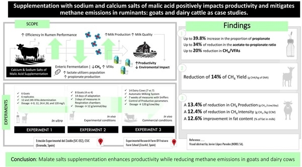 Supplementation with sodium and calcium salts of malic acid positively impacts productivity and mitigates methane emissions in ruminants: Goats and dairy cattle as case studies - Image 1