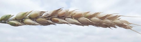 Updating the Breeding Philosophy of Wheat to Fusarium Head Blight (FHB): Resistance Components, QTL Identification, and Phenotyping—A Review - Image 13