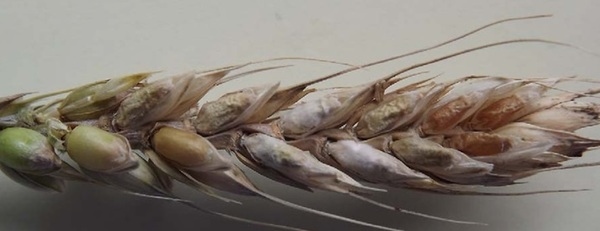 Updating the Breeding Philosophy of Wheat to Fusarium Head Blight (FHB): Resistance Components, QTL Identification, and Phenotyping—A Review - Image 12