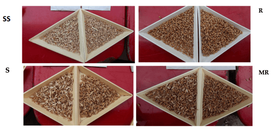 Figure 4. Resistance of wheat genotypes from the Szeged FHB breeding program, SS susceptible control, the 15 heads in bunches were inoculated by 2 different isolates. SS = super-susceptible, S = susceptible, MR = moderately resistant, R = highly resistant.
