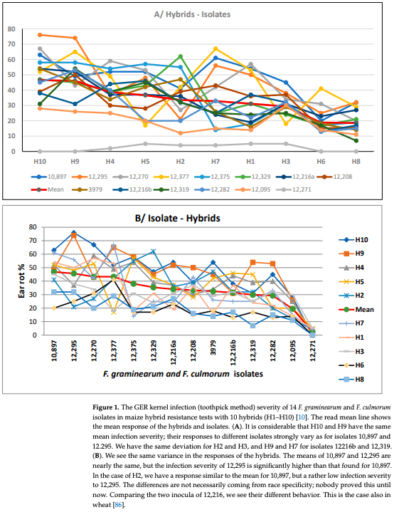 igure 1. The GER kernel infection (toothpick method) severity of 14 F. graminearum and F. culmorum isolates in maize hybrid resistance tests with 10 hybrids (H1–H10) [10]. The read mean line shows the mean response of the hybrids and isolates. (A). It is considerable that H10 and H9 have the same mean infection severity; their responses to different isolates strongly vary as for isolates 10,897 and 12.295. We have the same deviation for H2 and H3, and H9 and H7 for isolates 12216b and 12,319. (B). We see the same variance in the responses of the hybrids. The means of 10,897 and 12,295 are nearly the same, but the infection severity of 12,295 is significantly higher than that found for 10,897. In the case of H2, we have a response similar to the mean for 10,897, but a rather low infection severity to 12,295. The differences are not necessarily coming from race specificity; nobody proved this until now. Comparing the two inocula of 12,216, we see their different behavior. This is the case also in wheat [86].