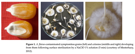 Figure 1. A. flavus-contaminated symptomless grains (left) and colonies (middle and right) developing from them following surface sterilization by a NaClO 1% solution (5 min) (courtesy of Mesterhazy, 2012).