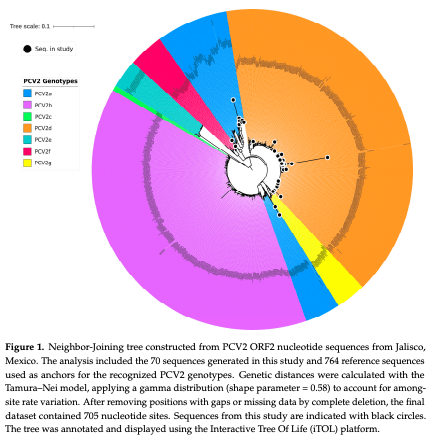Figure 1. Neighbor-Joining tree constructed from PCV2 ORF2 nucleotide sequences from Jalisco, Mexico. The analysis included the 70 sequences generated in this study and 764 reference sequences used as anchors for the recognized PCV2 genotypes. Genetic distances were calculated with the Tamura–Nei model, applying a gamma distribution (shape parameter = 0.58) to account for amongsite rate variation. After removing positions with gaps or missing data by complete deletion, the final dataset contained 705 nucleotide sites. Sequences from this study are indicated with black circles. The tree was annotated and displayed using the Interactive Tree Of Life (iTOL) platform.