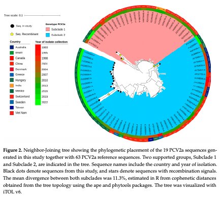 Figure 2. Neighbor-Joining tree showing the phylogenetic placement of the 19 PCV2a sequences generated in this study together with 63 PCV2a reference sequences. Two supported groups, Subclade 1 and Subclade 2, are indicated in the tree. Sequence names include the country and year of isolation. Black dots denote sequences from this study, and stars denote sequences with recombination signals. The mean divergence between both subclades was 11.3%, estimated in R from cophenetic distances obtained from the tree topology using the ape and phytools packages. The tree was visualized with iTOL v6.