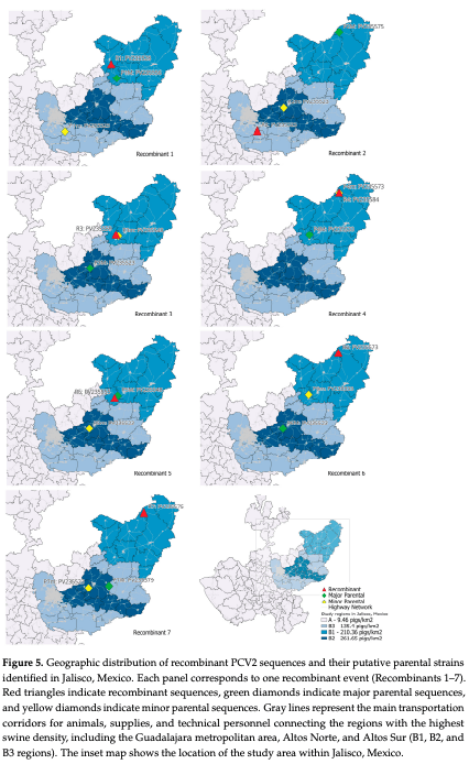 Figure 5. Geographic distribution of recombinant PCV2 sequences and their putative parental strains identified in Jalisco, Mexico. Each panel corresponds to one recombinant event (Recombinants 1–7). Red triangles indicate recombinant sequences, green diamonds indicate major parental sequences, and yellow diamonds indicate minor parental sequences. Gray lines represent the main transportation corridors for animals, supplies, and technical personnel connecting the regions with the highest swine density, including the Guadalajara metropolitan area, Altos Norte, and Altos Sur (B1, B2, and B3 regions). The inset map shows the location of the study area within Jalisco, Mexico.