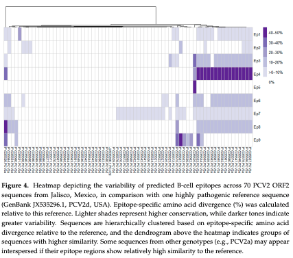 Figure 4. Heatmap depicting the variability of predicted B-cell epitopes across 70 PCV2 ORF2 sequences from Jalisco, Mexico, in comparison with one highly pathogenic reference sequence (GenBank JX535296.1, PCV2d, USA). Epitope-specific amino acid divergence (%) was calculated relative to this reference. Lighter shades represent higher conservation, while darker tones indicate greater variability. Sequences are hierarchically clustered based on epitope-specific amino acid divergence relative to the reference, and the dendrogram above the heatmap indicates groups of sequences with higher similarity. Some sequences from other genotypes (e.g., PCV2a) may appear interspersed if their epitope regions show relatively high similarity to the reference.