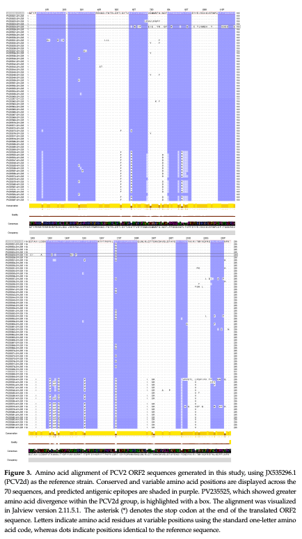 Figure 3. Amino acid alignment of PCV2 ORF2 sequences generated in this study, using JX535296.1 (PCV2d) as the reference strain. Conserved and variable amino acid positions are displayed across the 70 sequences, and predicted antigenic epitopes are shaded in purple. PV235525, which showed greater amino acid divergence within the PCV2d group, is highlighted with a box. The alignment was visualized in Jalview version 2.11.5.1. The asterisk (*) denotes the stop codon at the end of the translated ORF2 sequence. Letters indicate amino acid residues at variable positions using the standard one-letter amino acid code, whereas dots indicate positions identical to the reference sequence.