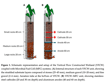 Figure 1. Schematic representation and setup of the Vertical Flow Constructed Wetland (VFCW) coupled with Microbial Fuel Cell (MFC) systems. (A) Internal structure of each VFCW unit, showing the stratified substrate layers composed of stones (25–45 mm), medium gravel (10–20 mm), and fine gravel (2–6 mm). Aeration tube at the bottom of VFCW. (B) VFCW–MFC unit, showing stainlesssteel cathodes (20 and 30 cm depth) and aluminum anodes (40 and 60 cm depth). 