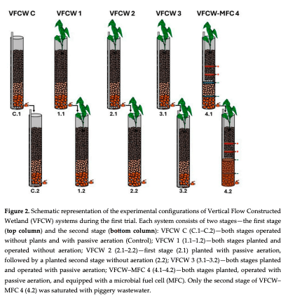 Figure 2. Schematic representation of the experimental configurations of Vertical Flow Constructed Wetland (VFCW) systems during the first trial. Each system consists of two stages—the first stage (top column) and the second stage (bottom column): VFCW C (C.1–C.2)—both stages operated without plants and with passive aeration (Control); VFCW 1 (1.1–1.2)—both stages planted and operated without aeration; VFCW 2 (2.1–2.2)—first stage (2.1) planted with passive aeration, followed by a planted second stage without aeration (2.2); VFCW 3 (3.1–3.2)—both stages planted and operated with passive aeration; VFCW–MFC 4 (4.1–4.2)—both stages planted, operated with passive aeration, and equipped with a microbial fuel cell (MFC). Only the second stage of VFCW– MFC 4 (4.2) was saturated with piggery wastewater. 
