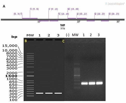 A novel colorimetric LAMP test enables rapid visual detection of Chlamydia abortus in domestic ruminants - Image 2