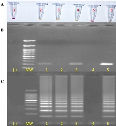 A novel colorimetric LAMP test enables rapid visual detection of Chlamydia abortus in domestic ruminants - Image 5