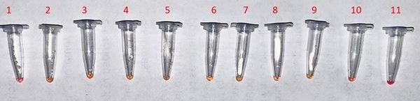 A novel colorimetric LAMP test enables rapid visual detection of Chlamydia abortus in domestic ruminants - Image 4