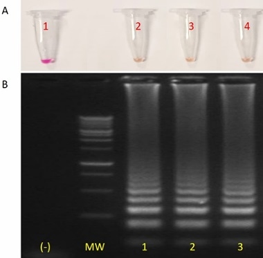 A novel colorimetric LAMP test enables rapid visual detection of Chlamydia abortus in domestic ruminants - Image 3