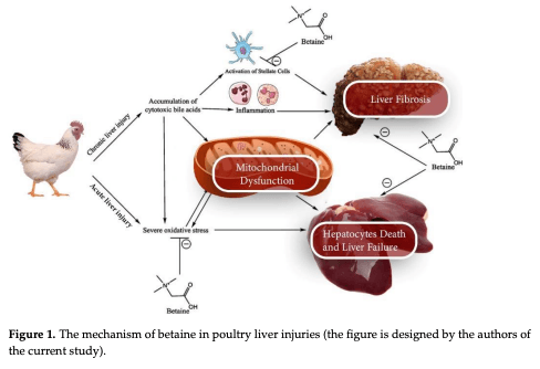 Figure 1. The mechanism of betaine in poultry liver injuries (the figure is designed by the authors of the current study).