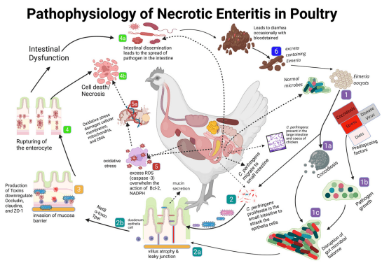 Figure 2. Pathophysiology of necrotic enteritis in chickens. Necrotic enteritis develops through interacting dietary, microbial, parasitic, and host-related factors that promote Clostridium perfringens proliferation, toxin production, epithelial injury, oxidative stress, and intestinal dysfunction. The figure summarizes the major predisposing events and downstream pathological changes involved in NE development. Numbered legend: (1) Predisposing factors, including Eimeria oocysts, coccidiosis, diet, disease agents, and stress, contribute to NE susceptibility. (1a) Ingestion of Eimeria oocysts initiates coccidial damage to the intestinal mucosa. (1b) Diets rich in water-soluble non-starch polysaccharides or high animal-derived protein may promote intestinal conditions favorable to pathogen proliferation. (1c) Coccidial infection and dietary factors contribute to intestinal dysbiosis. (2) CP proliferates in the small intestine under permissive conditions. (2a) Epithelial damage, mucin leakage, and impaired host defense further support bacterial expansion. (2b) NetB and TpeL toxins contribute to duodenal epithelial cell injury and promote intestinal barrier disruption. (3) Virulence factors, including NetB and other toxins, contribute to the disruption of epithelial integrity and tight-junction regulation. (4) Enterocyte injury leads to mucosal damage and barrier dysfunction.