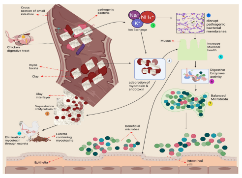 Figure 4. Mechanism of Action of Clay in the Gastrointestinal Tract: Clay particles bind harmful ions like ammonia (NH4 + ) through cation exchange, which contributes to gut detoxification (1). These actions lead to two key outcomes: antimicrobial action, where clay disrupts pathogenic bacteria through membrane destabilization (2), and toxin sequestration, where mycotoxins and bacterial toxins are adsorbed within clay layers (3 and 4) and eliminated via the excreta (5a). These actions collectively improve mucosal health, linking detoxification to enhanced epithelial integrity and reduced inflammation. Improved mucosal health then supports digestive enzyme activity (6), enabling enzymes like amylase, protease, and lipase to function more effectively, which leads to balanced microbiota (7) and beneficial microbes. The figure was created in BioRender.com (BioRender, Toronto, ON, Canada).