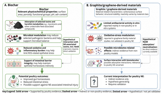 Figure 3. Proposed and evidence-supported mechanisms by which biochar and graphite-derived materials may influence gastrointestinal health. (A) Biochar has stronger poultry-related evidence for the adsorption of selected toxins, microbial modulation, and indirect support of intestinal homeostasis. (B) Graphite- and graphene-derived mechanisms are supported mainly by in vitro and non-poultry studies and should therefore be interpreted as hypothesis-generating rather than validated in poultry necrotic enteritis. Solid arrows indicate mechanisms supported by poultry evidence, dashed arrows indicate indirect or non-poultry evidence, and dotted arrows indicate hypothetical pathways requiring validation. The figure was created in BioRender.com (BioRender, Toronto, ON, Canada).