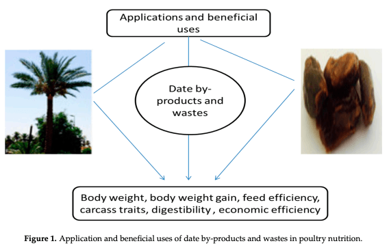 Figure 1. Application and beneficial uses of date by-products and wastes in poultry nutrition.