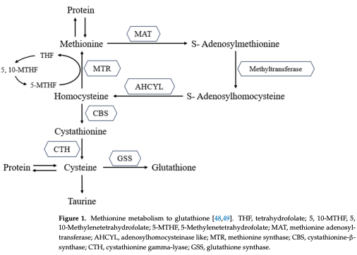 Figure 1. Methionine metabolism to glutathione [48,49]. THF, tetrahydrofolate; 5, 10-MTHF, 5, 10- Methylenetetrahydrofolate; 5-MTHF, 5-Methylenetetrahydrofolate; MAT, methionine adenosyltransferase; AHCYL, adenosylhomocysteinase like; MTR, methionine synthase; CBS, cystathionineβ-synthase; CTH, cystathionine gamma-lyase; GSS, glutathione syntha