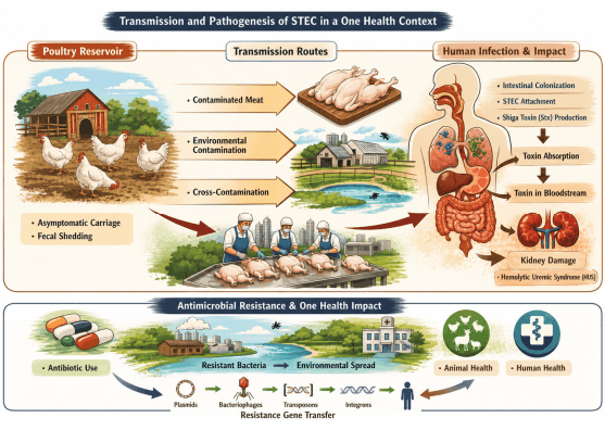 Figure 2. Overview of STEC transmission, pathogenesis, and AMR in poultry production in a One Health context. Poultry serve as asymptomatic reservoirs of STEC, facilitating environmental contamination and human transmission via contaminated meat, processing, and cross-contamination. In humans, STEC colonizes the intestine, produces Shiga toxins, and may cause systemic complications such as hemolytic uremic syndrome (HUS). Antimicrobial use in poultry selects for resistant E. coli, which can disseminate across animal, environmental, and human interfaces, emphasizing the importance of a One Health framework.