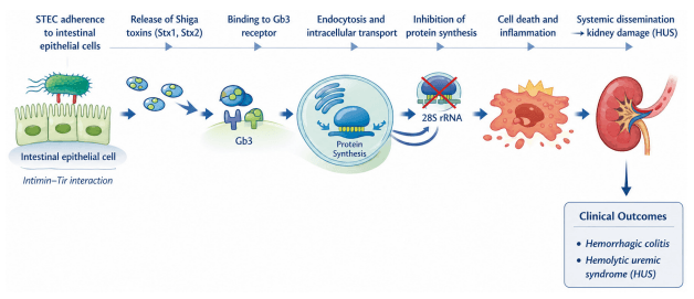 Shiga Toxin-Producing Escherichia coli in Poultry: Virulence, Antimicrobial Resistance, and Zoonotic Implications - Image 1