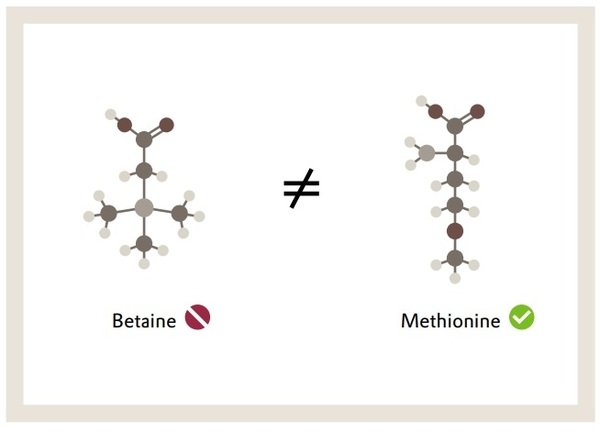 The science is clear: Betaine cannot replace methionine - Image 1