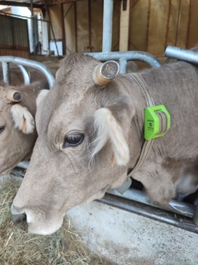 Extensive Livestock Management with Geolocation Collars - Image 1