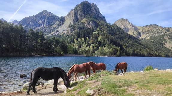 Extensive Livestock Management with Geolocation Collars - Image 2