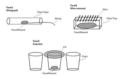 FIGURE 1 Three tasks used to evaluate birds’ problem-solving abilities at different ages.