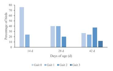 FIGURE 2 Gait score of birds at 14, 28, and 42 days of age (d).
