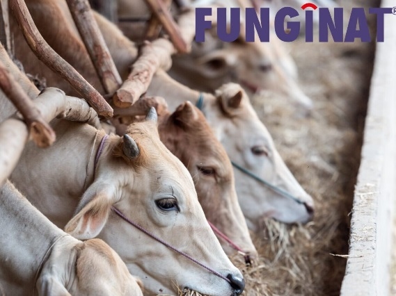 The Hidden Enemy in your Feed: Why Fungal Control Matters - Image 1