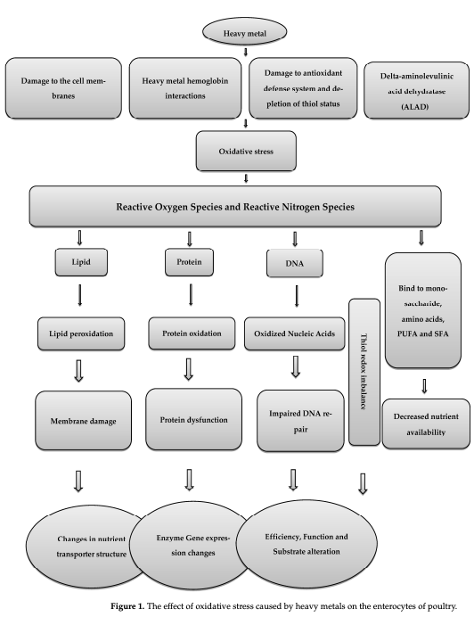 Figure 1. Figure 1. The effect of oxidative stress caused by heavy metals on the enterocytes of poultry. The effect of oxidative stress caused by heavy metals on the enterocytes of poultry