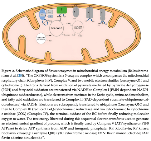 Figure 2. Schematic diagram of flavocoenzymes in mitochondrial energy metabolism (Balasubramaniam et al. [28]). “The OXPHOS system is a 5-enzyme complex which encompasses the mitochondrial respiratory chain (Complexes I-IV), Complex V, and two mobile electron shuttles (coenzyme Q10 and cytochrome c). Electrons derived from oxidation of pyruvate mediated by pyruvate dehydrogenase (PDH) and fatty acid oxidation are transferred via NADH to Complex I (FMN-dependent NADHubiquinone oxidoreductase), while electrons from succinate in the Krebs cycle, amino acid metabolism, and fatty acid oxidation are transferred to Complex II (FAD-dependent succinate-ubiquinone oxidoreductase) via FADH2 . Electrons are subsequently transferred to ubiquinone (Coenzyme Q10) and then to Complex III (reduced CoQ-cytochrome c reductase), and via cytochrome c to cytochrome c oxidase (COX) (Complex IV), the terminal oxidase of the RC before finally reducing molecular oxygen to water. The free energy liberated during this sequential electron transfer is used to generate an electrochemical gradient of protons, which is finally used by Complex V (ATP synthase or F1F0 ATPase) to drive ATP synthesis from ADP and inorganic phosphate. RF: Riboflavin; RF kinase: riboflavin kinase; Q: Coenzyme Q10; CytC: cytochrome c oxidase; FMN: flavin mononucleotide; FAD: flavin adenine dinucleotide”.