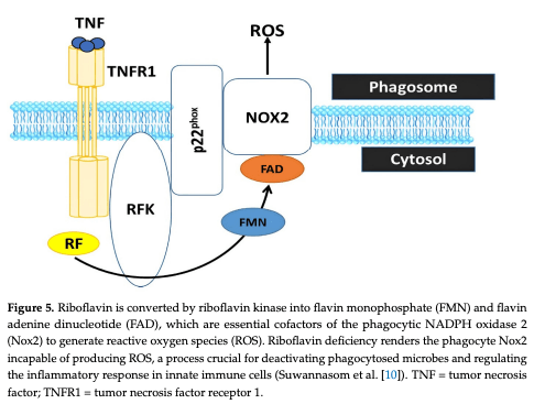 Figure 5. Riboflavin is converted by riboflavin kinase into flavin monophosphate (FMN) and flavin adenine dinucleotide (FAD), which are essential cofactors of the phagocytic NADPH oxidase 2 (Nox2) to generate reactive oxygen species (ROS). Riboflavin deficiency renders the phagocyte Nox2 incapable of producing ROS, a process crucial for deactivating phagocytosed microbes and regulating the inflammatory response in innate immune cells (Suwannasom et al. [10]). TNF = tumor necrosis factor; TNFR1 = tumor necrosis factor receptor 1.