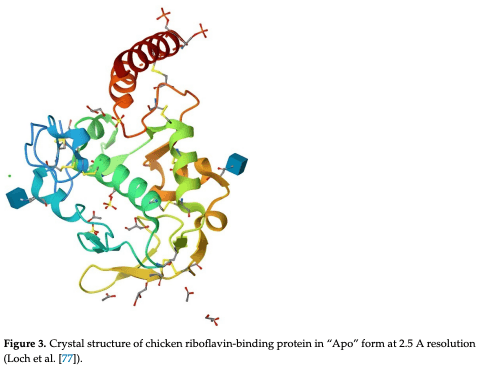 Figure 3. Crystal structure of chicken riboflavin-binding protein in “Apo” form at 2.5 A resolution (Loch et al. [77]).