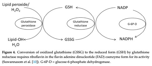 Figure 4. Conversion of oxidized glutathione (GSSG) to the reduced form (GSH) by glutathione reductase requires riboflavin in the flavin adenine dinucleotide (FAD) coenzyme form for its activity (Suwannasom et al. [10]). G-6P-D = glucose-6-phosphate dehydrogenase.