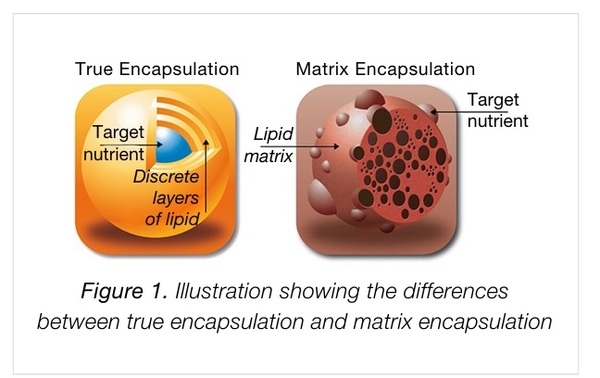 Understanding Encapsulation Technology: What Drives Nutrient Delivery and Bioavailability - Image 1