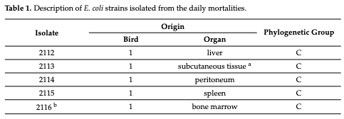 Table 1. Description of E. coli strains isolated from the daily mortalities.