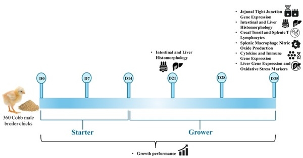 Effect of synbiotics on broilers exposed to subclinical doses of fumonisins and deoxynivalenol - Image 3