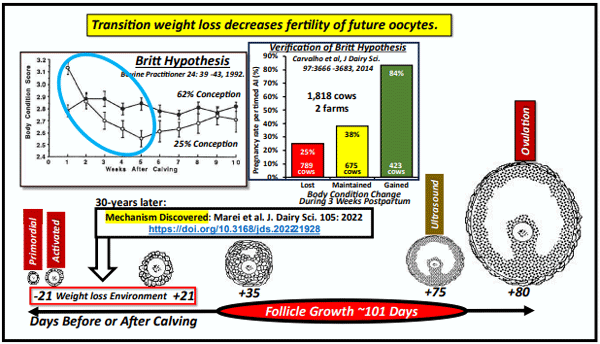 Figure 4. Oocyte development and impact of body weight loss on fertility.