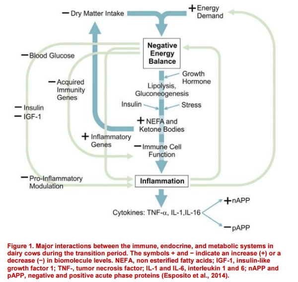 Inflammation, energy, and milk production - Image 1
