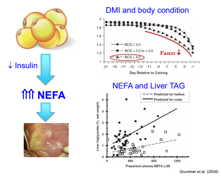 Additives: Use of Choline and Methionine in Dairy Cattle - Image 6