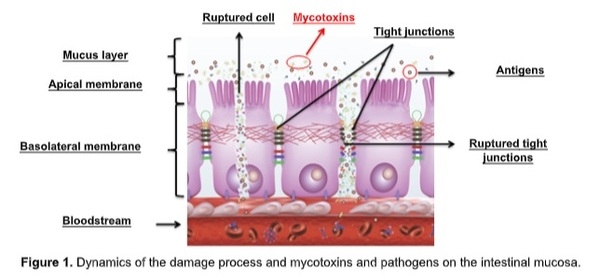 Food safety against milk mycotoxins: The guarantee through a natural and efficient solution - Image 1