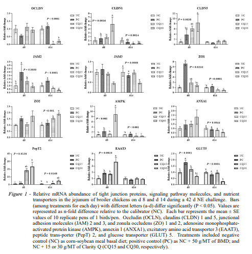 Figure 1 - Relative mRNA abundance of tight junction proteins, signaling pathway molecules, and nutrient transporters in the jejunum of broiler chickens on d 8 and d 14 during a 42 d NE challenge. Bars (among treatments for each day) with different letters (a-d) differ significantly (P < 0.05). Values are represented as n-fold difference relative to the calibrator (NC). Each bar represents the mean ± SE values of 10 replicate pens of 1 birds/pen. Occludin (OCLN), claudins (CLDN) 1 and 5, junctional adhesion molecules (JAM) 2 and 3, and zonula occludens (ZO) 1 and 2, adenosine monophosphateactivated protein kinase (AMPK), annexin 1 (ANXA1), excitatory amino acid transporter 3 (EAAT3), peptide trans-porter (PepT) 2, and glucose transporter (GLUT) 5. Treatments included negative control (NC) as corn-soybean meal basal diet; positive control (PC) as NC + 50 g/MT of BMD; and NC + 15 or 30 g/MT of Clarity Q (CQ15 and CQ30, respectively).